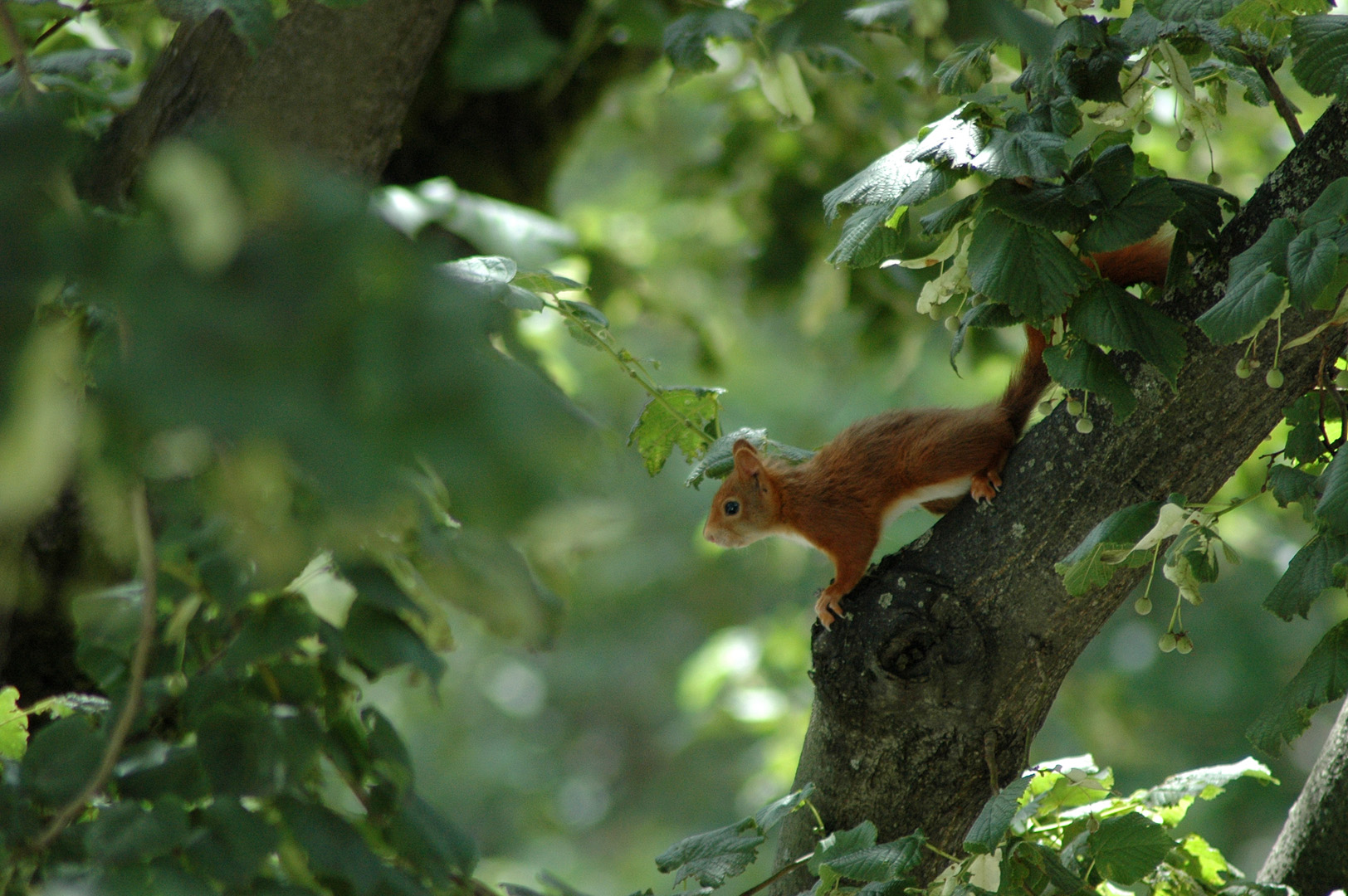 un écureuil sur une branche d'arbre