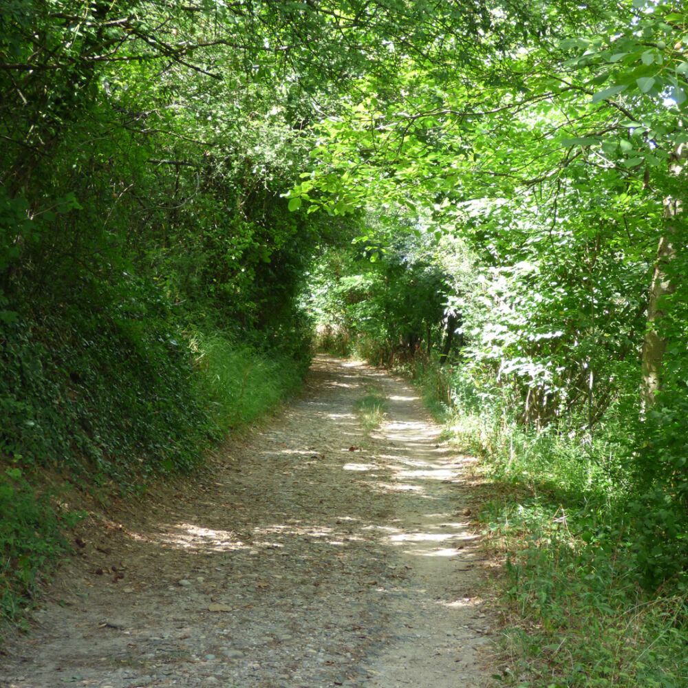 Un chemin de randonnées qui traverse une forêt.