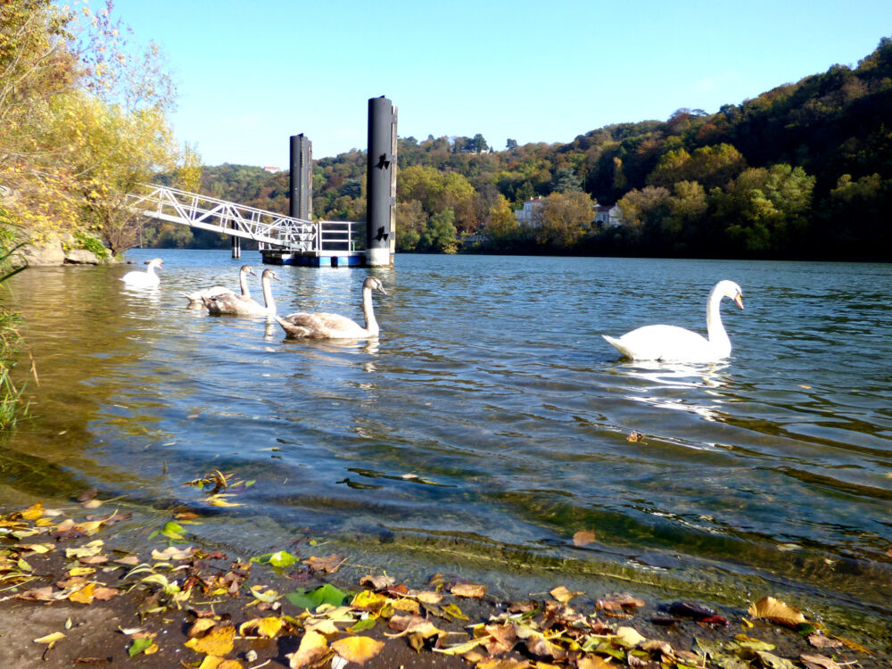 Des cygnes se reposant sur l'eau