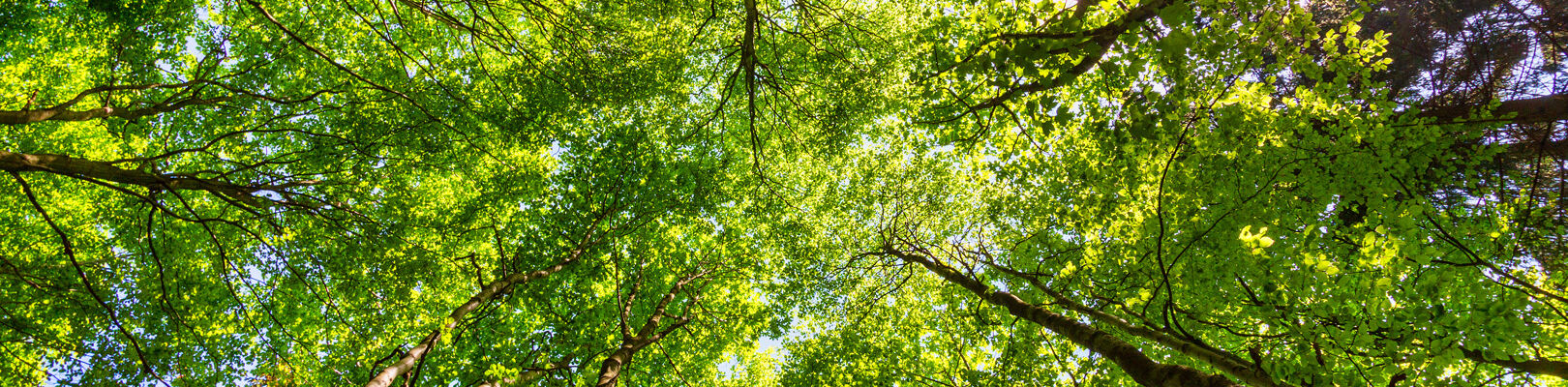 Une photo de la forêt de Collonges qui est en bonne santé grâce à la politique environnementale.