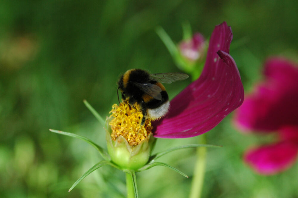 Un bourdon qui butine une fleure.