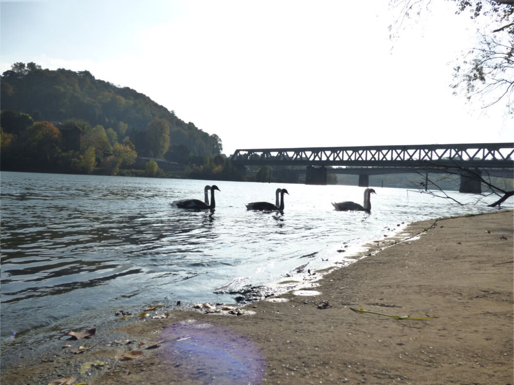 Une photo de cygnes se baladant sur l'eau en milieu d'après midi prise lors de randonnées.