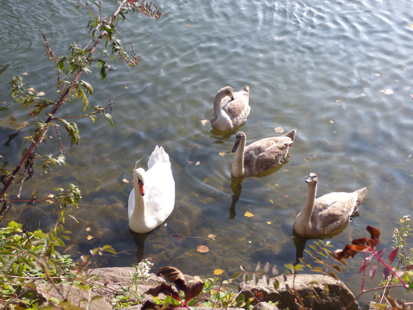 Des cygnes se repose au bord de l'eau.