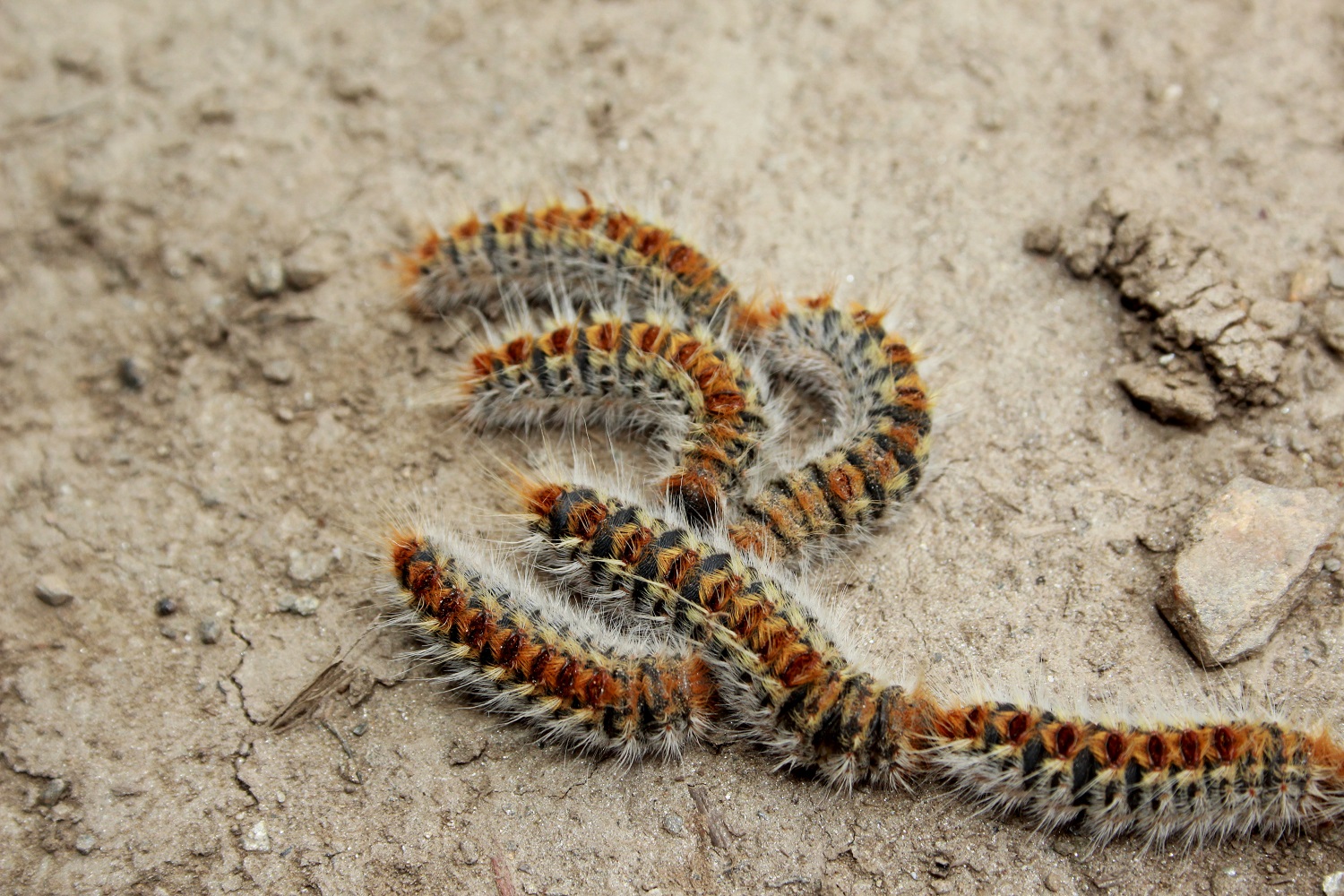 Une photo de la chenille processionnaire (Thaumetopoea pityocampa).