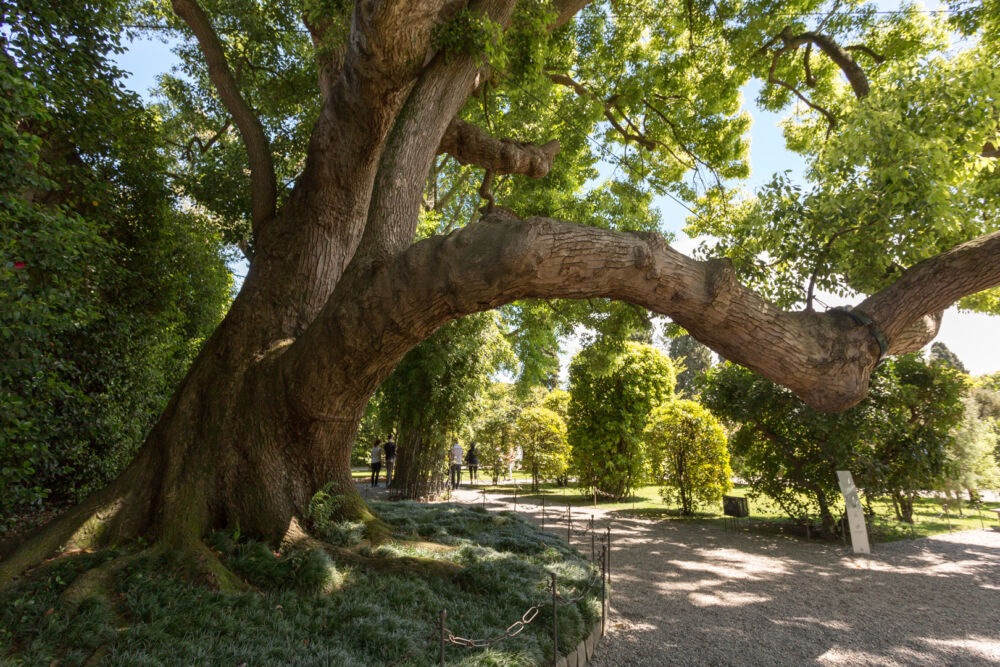 La photo d'un arbre après un élagage.