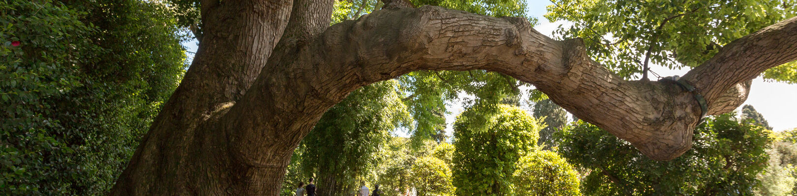 La photo d'un arbre après un élagage. Vue sur un arbre remarquable avec un gros tronc et des grosses branches