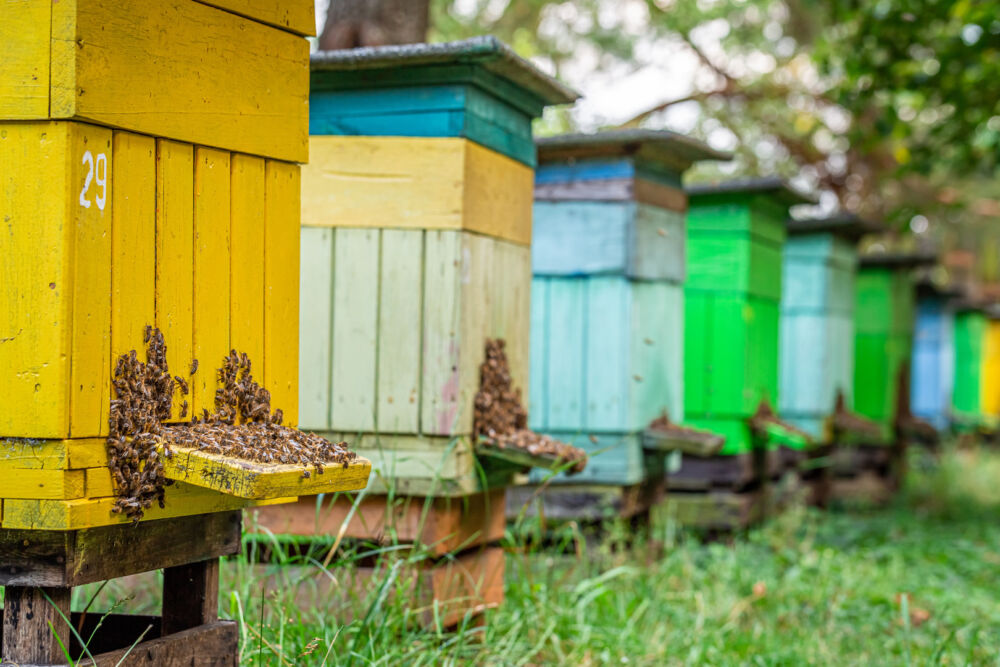Une photo des ruches colorées du programme ruche et volaille et Collonges au Mont d'Or.