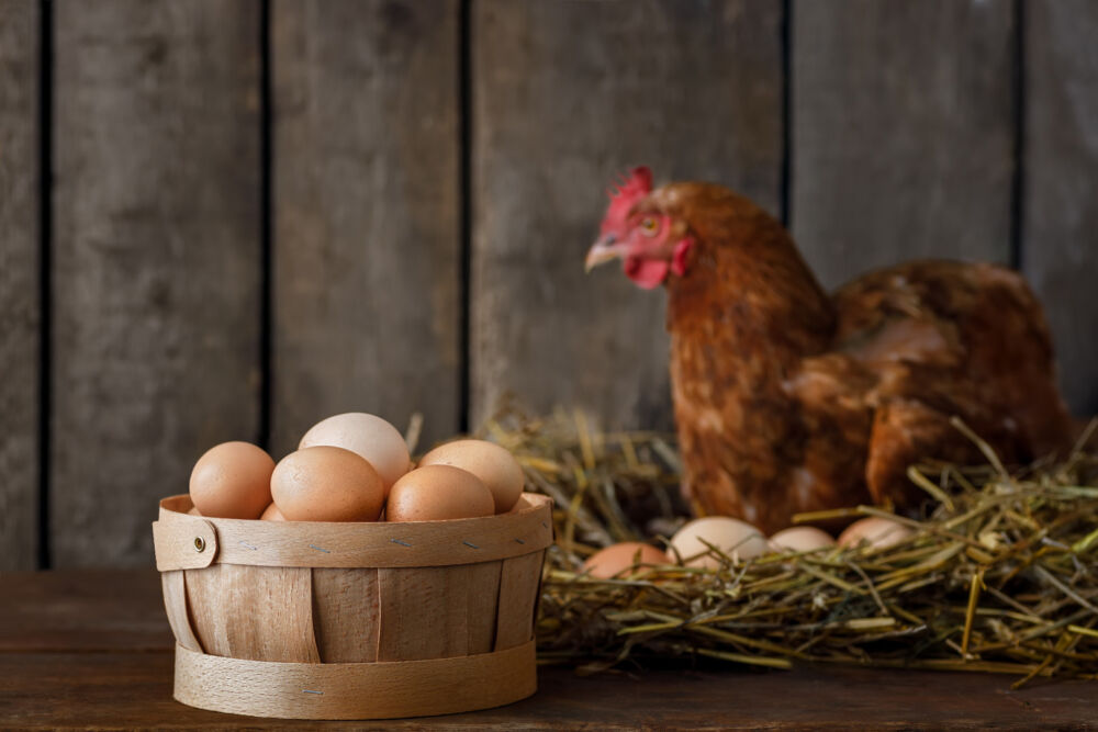 Une photo des poules du programme ruche et volaille et Collonges au Mont d'Or.