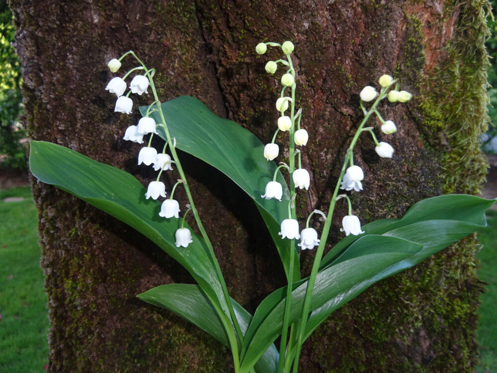 Une photo de muguet qui pousse prêt d'un arbre en un parc.