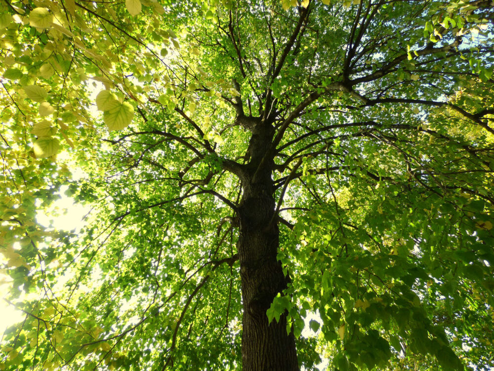 Un arbre de grande taille en été.