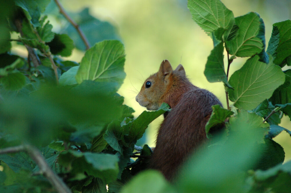 Un écureuil se cache dans la biodiversité de la forêt de Collonges.