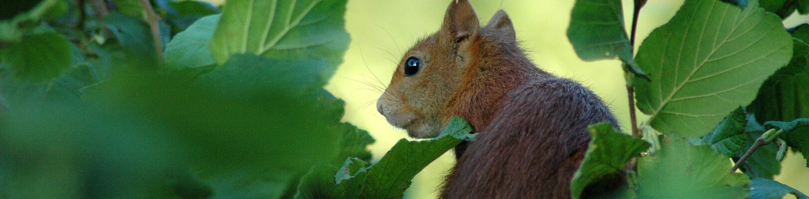 vue sur un écureuil sur une branche