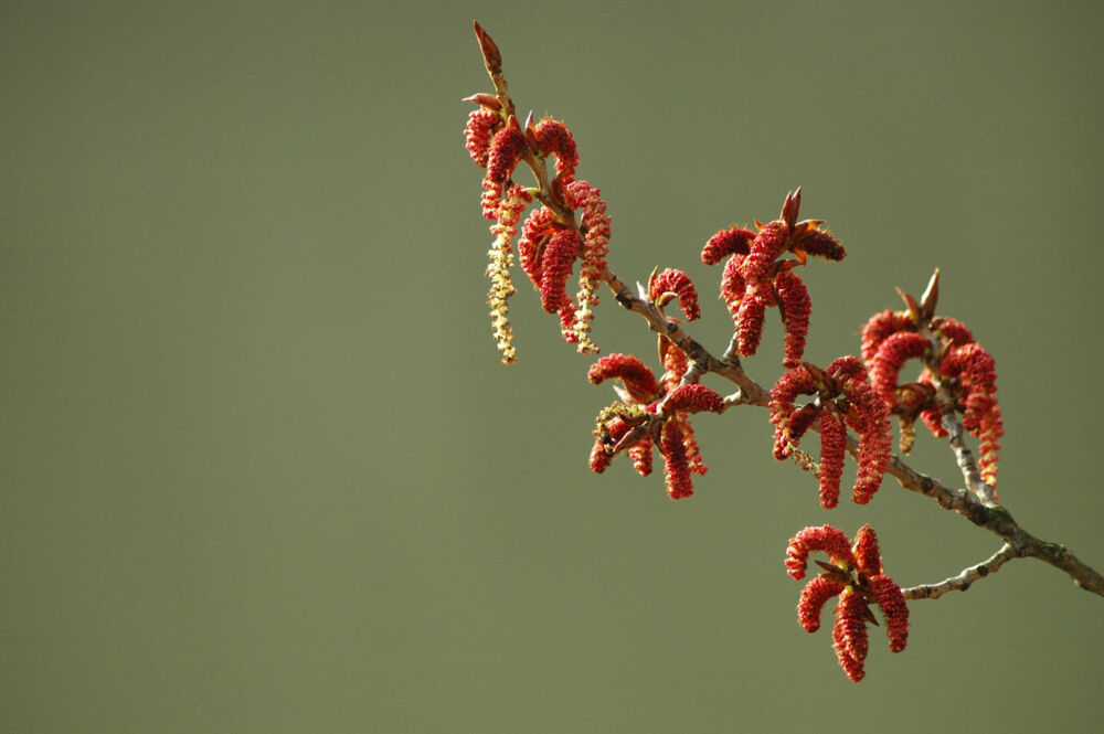 Une plante du du Parc de la Jonchère qui fleurie.