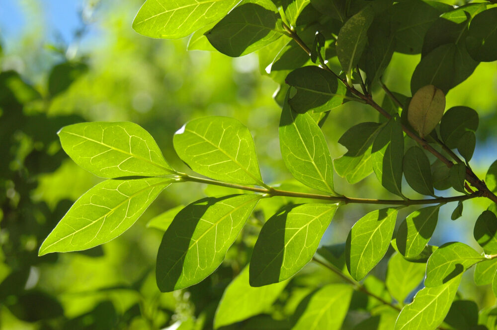 Les branches d'un arbre du du Parc de la Jonchère.