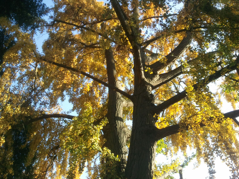 Un arbre du Parc de la Jonchère en automne.