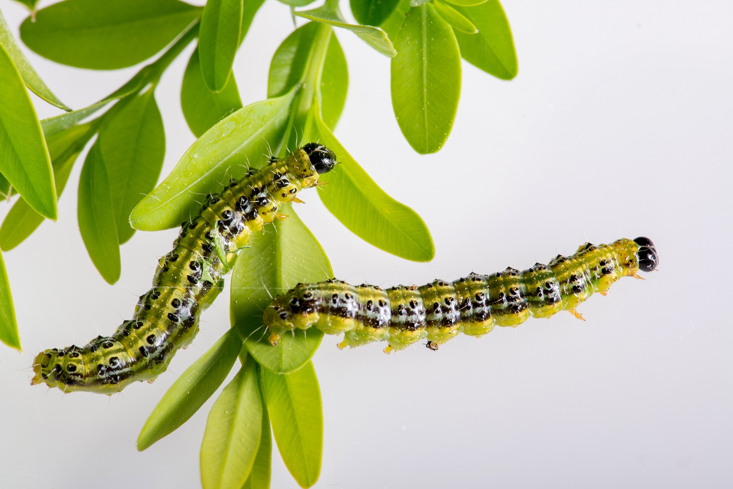 Une photo de la chenille Pyrale du buis (Cydalima perspectalis) dans un objectif de lutte contre les nuisibles.