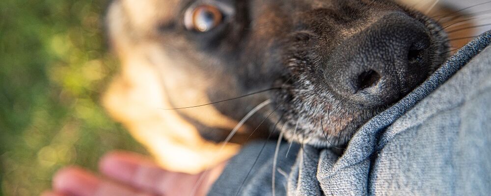 chien