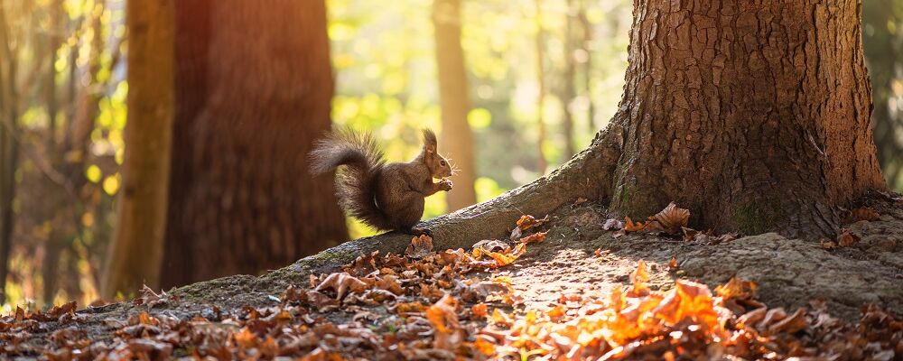 Ecureuil dans la forêt en automne
