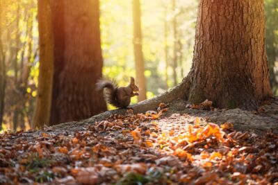 Ecureuil dans la forêt en automne